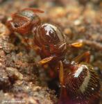 gyne Crematogaster auberti