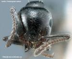 ouvrière Crematogaster auberti