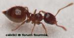 ouvrire Crematogaster sordidula