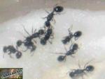 Goniomma hispanicum