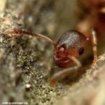 ouvrière Temnothorax rabaudi