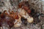 Myrmica sabuleti
