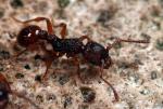 Myrmica sabuleti