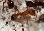 Myrmica sabuleti