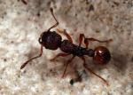 Myrmica sabuleti