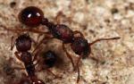 Myrmica sabuleti