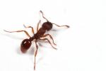 Myrmica sabuleti