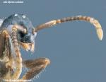 antenne