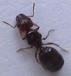 Pheidole pallidula reine