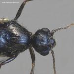 male