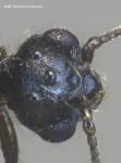 male