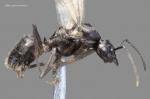 male