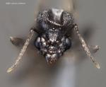 male