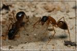 Camponotus sylvaticus?pilicornis?