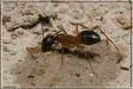 Camponotus sylvaticus?pilicornis?