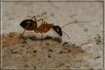 Camponotus sylvaticus?pilicornis?