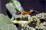 Camponotus sylvaticus?pilicornis?