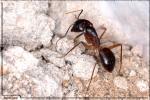 Major de Camponotus sylvaticus??