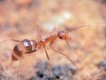 ouvrire Camponotus maculatus