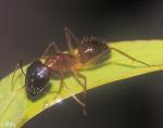 Camponotus