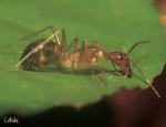 Camponotus