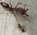 odontomachus