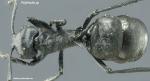 polyrhachis sp