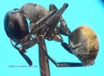 Camponotus (Orthonotomyrmex) sericeus