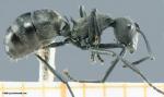 polyrhachis sp