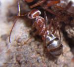 ouvrière Cataglyphis bombicina