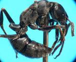 pachycondyla tarsata