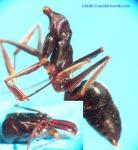 Odontomachus assiniensis