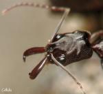 odontomachus