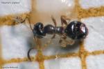 Plagiolepis pygmaea 2