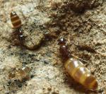 gyne et ouvrières Plagiolepis pygmaea
