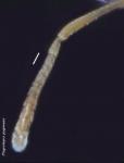 funicule