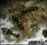 plagiolepis 362