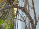 Acromyrmex sp