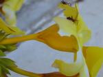 Acromyrmex sp