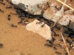 Messor sp (probablement)