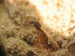essaimage solenopsis fugax
