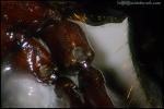 articulation Camponotus herculeanus