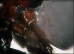 articulation2 Camponotus herculeanus