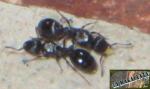 Tetramorium ruginode (hispanicum)