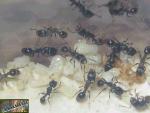Tetramorium ruginode (hispanicum)