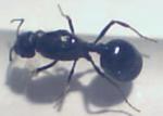 Photos de ma Messor barbarus!!!!!