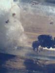 Photos de ma Messor barbarus!!!!!