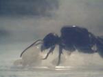 ma Messor Barbarus avec son couvain!!!!