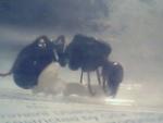 ma Messor Barbarus avec son couvain!!!!