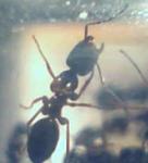 Camponotus sp jofourmis33